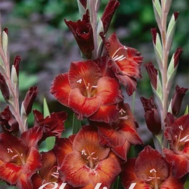Gladiolus Azurro 10-pack